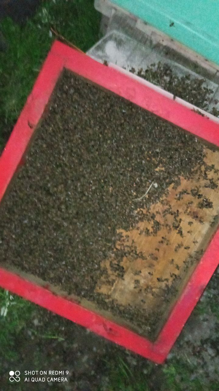 В Боготольском районе с такими масштабами гибели пчел столкнулись впервые