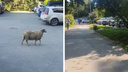 По центру Новосибирска носится овца — очевидцы сняли видео с перепуганным животным