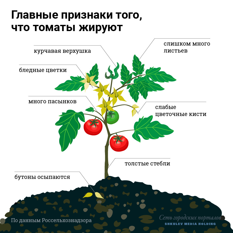 Подкормки помидоров в период плодоношения