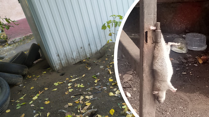 Убивают птиц и грызут провода в машинах: крысы заполонили двор офисного центра у мэрии Красноярска
