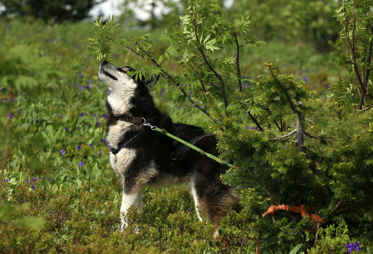 Прежде чем отправиться по горам, болотам и рекам, нужно выбрать пса, который в чем-то похож на вас
