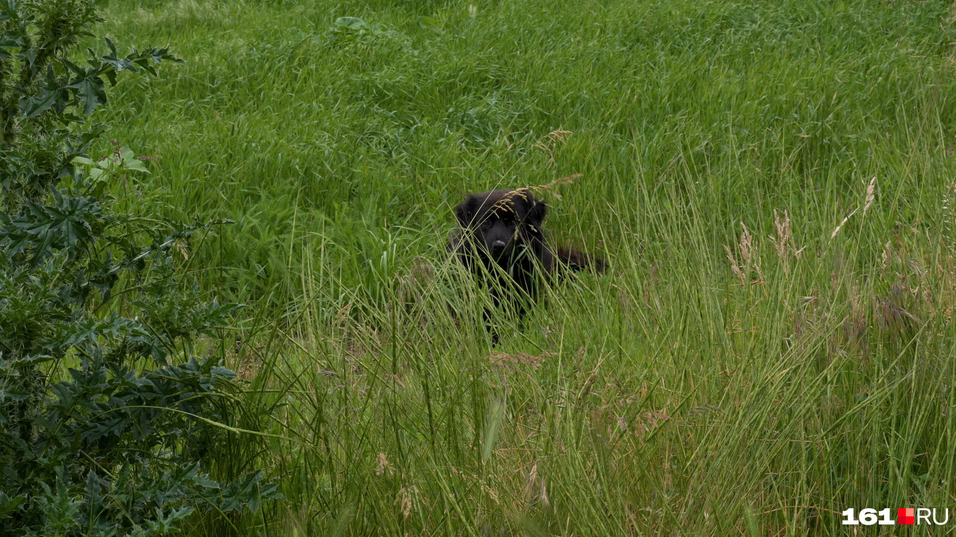 Собак в траве, собственно, тоже уже не видно