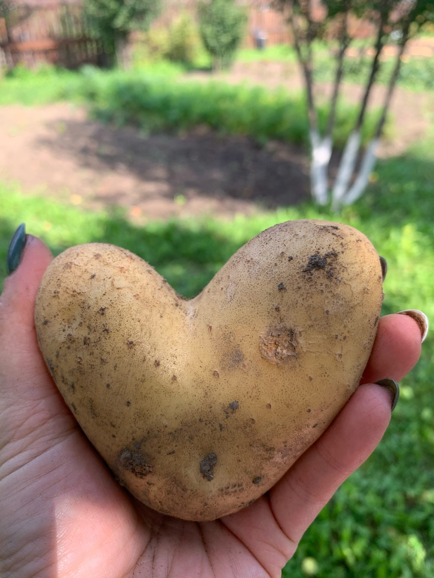 Посмотрите, какая любвеобильная картошка выросла у тюменки. Красота да и только