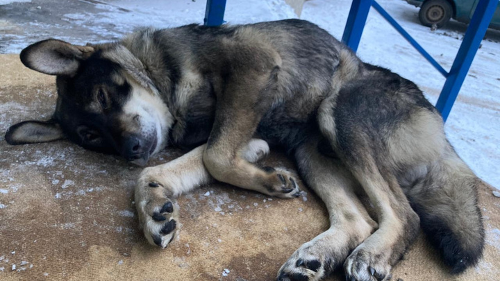 В Красноярске закрывается один из самых больших приютов для собак