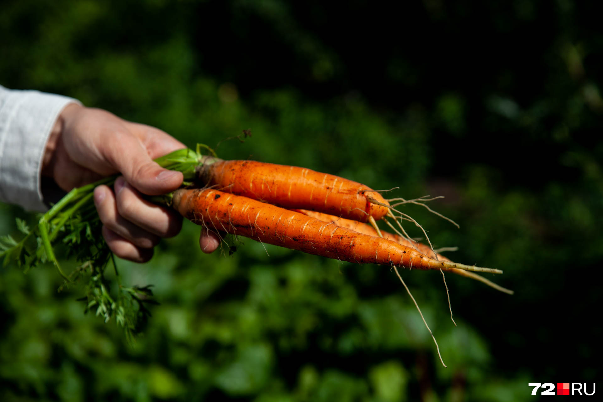 У некоторых дачников в этом году морковка не родилась совсем или выросла клочками. Ирина с этой проблемой не столкнулась. Секрет — в специальном удобрении из помета