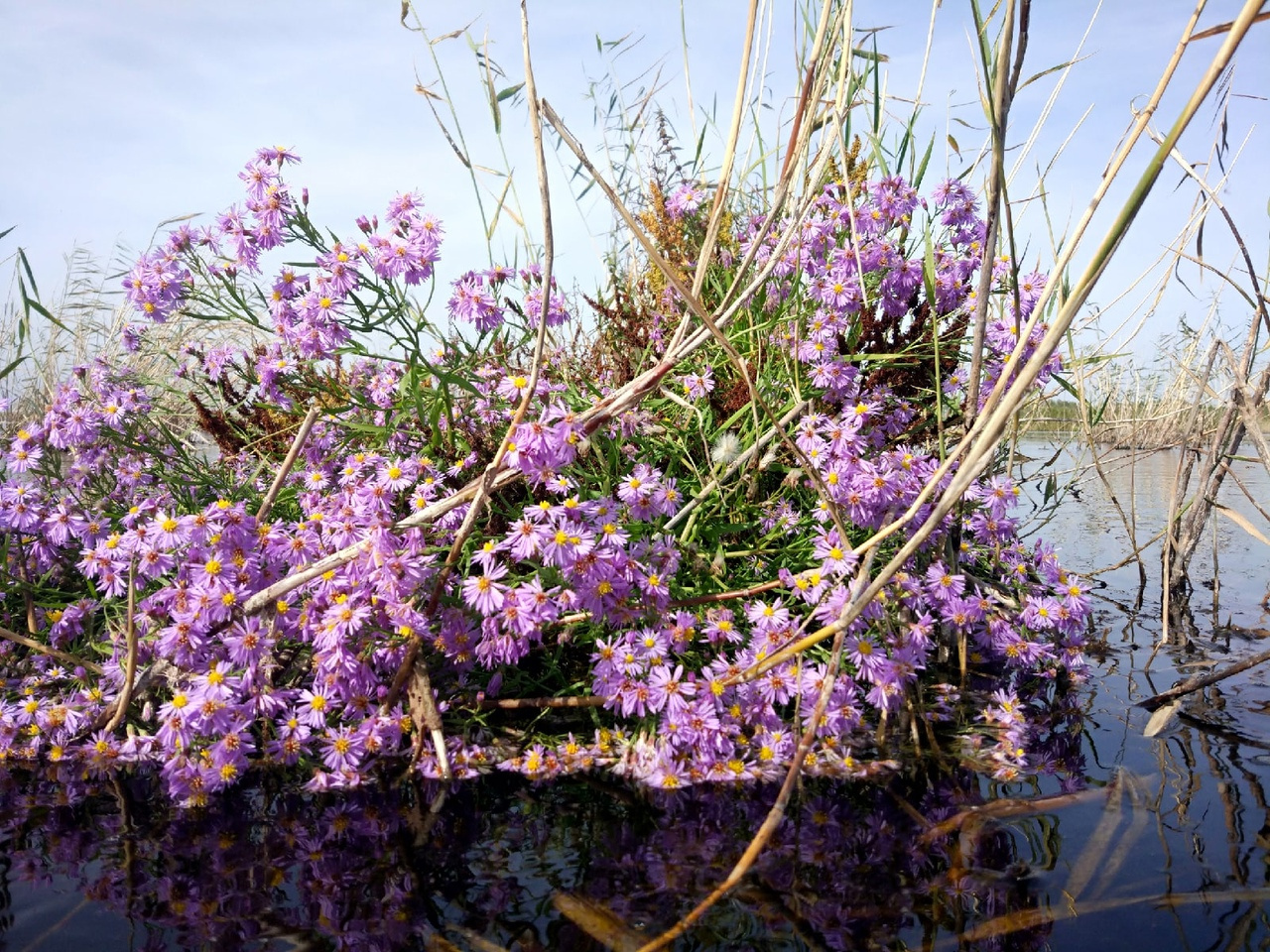 Омич Максим Нохрин увидел во время рыбалки на Салтаиме невероятно красивые цветы