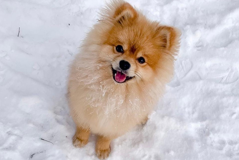 карликовый шпиц. лапки шпица. шпиц лапы. поднимать шпица. лапа шпица.