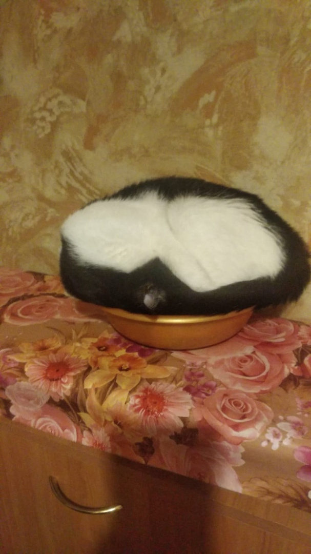 Кот Елены Вьюхиной (это ведь кот?) скрутился в клубочек и греется в чем придется Кот Елены Вьюхиной (это ведь кот?) скрутился в клубочек и греется в чем придется