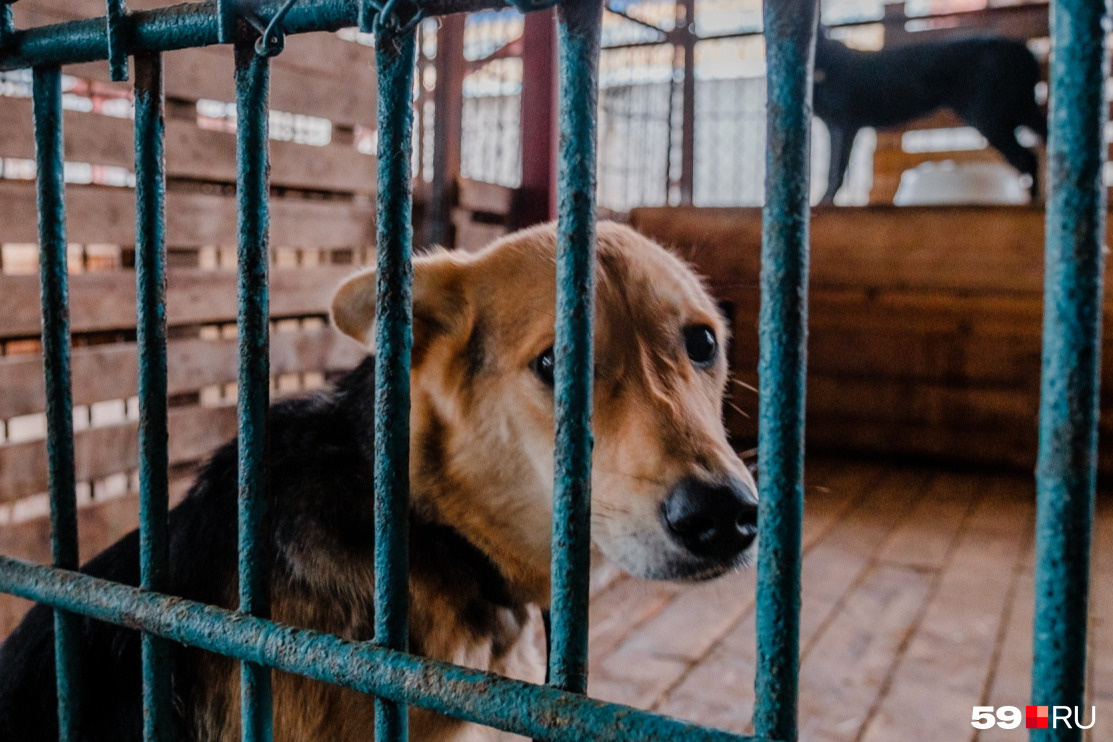 Приют пермь. Приют для собак в Перми. Причальная 5 Пермь приют для животных. Собак в приюте я живой. Девушка разоблачает в приюте.