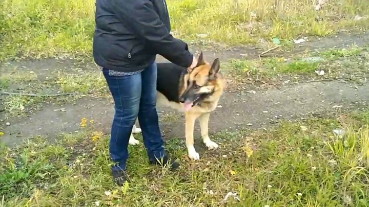 «На его месте мог быть ребенок»: в Екатеринбурге собака без намордника загрызла козленка в частном секторе
