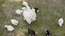 Курица взлетела в цене на Дону — почти на 70 рублей