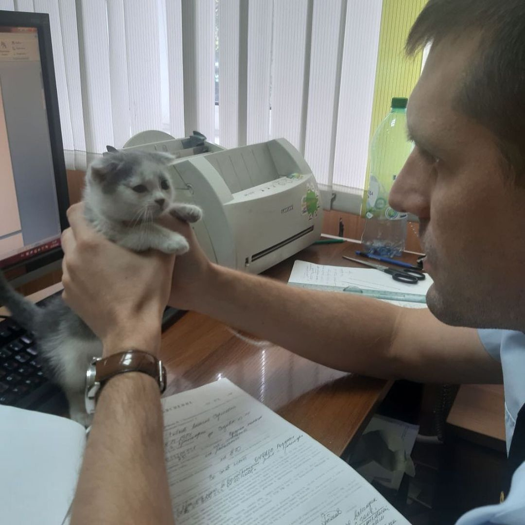 Участковый взял котенка и принес в отделение полиции Участковый взял котенка и принес в отделение полиции