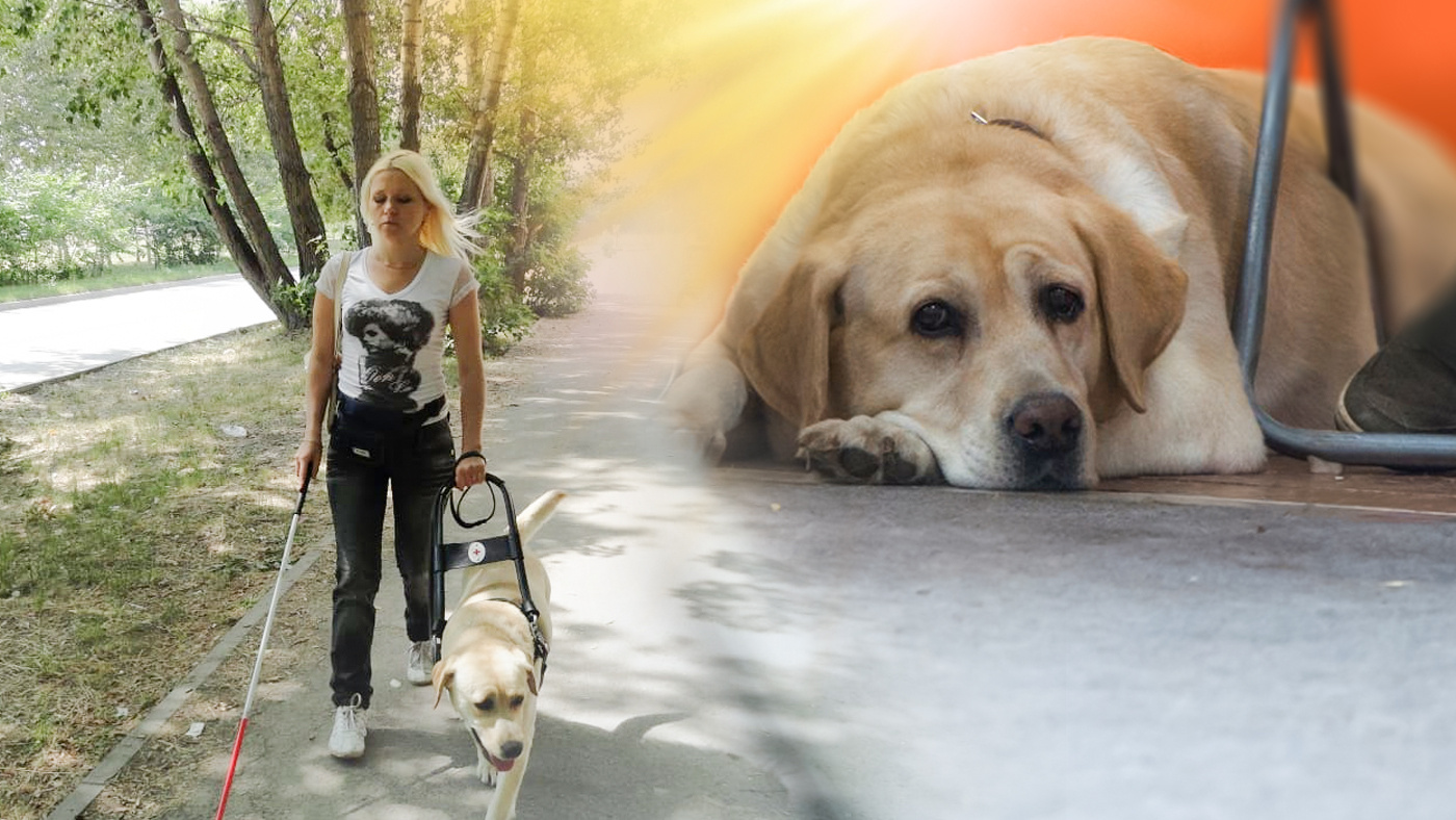 Женщина гуляла с собакой белгород. Слепая ведущая с собакой фото. Собака сама себя выгуливает.