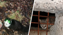 В Северодвинске кошек замуровали в подвале. Людей, которые их спасали, обвинили в порче имущества
