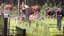 «Прямо на могилках»: жители Ярославской области пожаловались на коров, загадивших кладбище