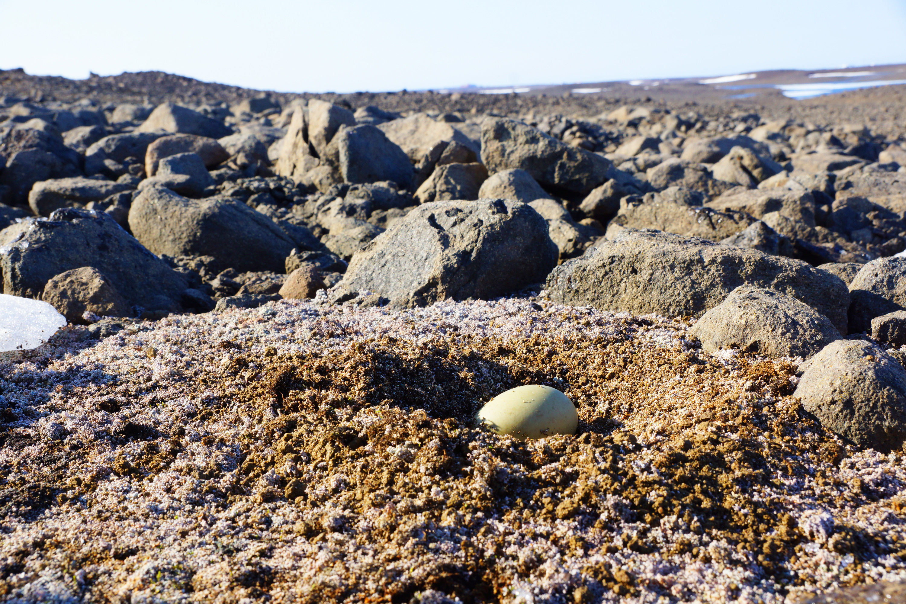 На камнях селятся и птицы — они высиживают здесь свои яйца