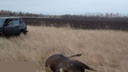 В Самарской области неизвестные застрелили лося