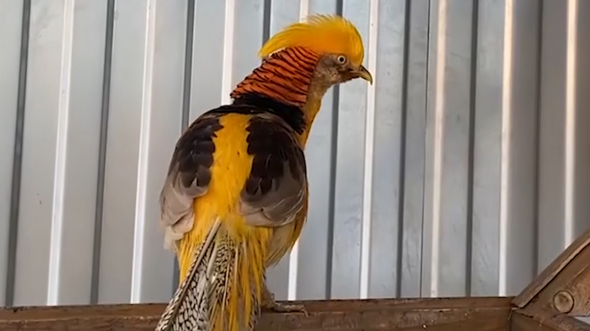 Полицейские спасли сбежавшего из детсада золотого фазана в Тюменской области. Замерзшую птицу нашли на дороге