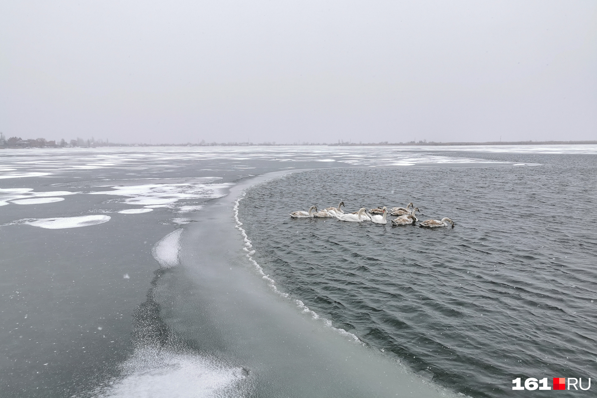 Лебеди на озере держатся поближе друг к другу