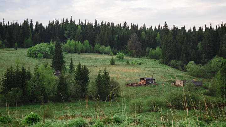 Кемеровские активисты смогли отстоять 23 гектара леса. Власти хотели отдать его под застройку