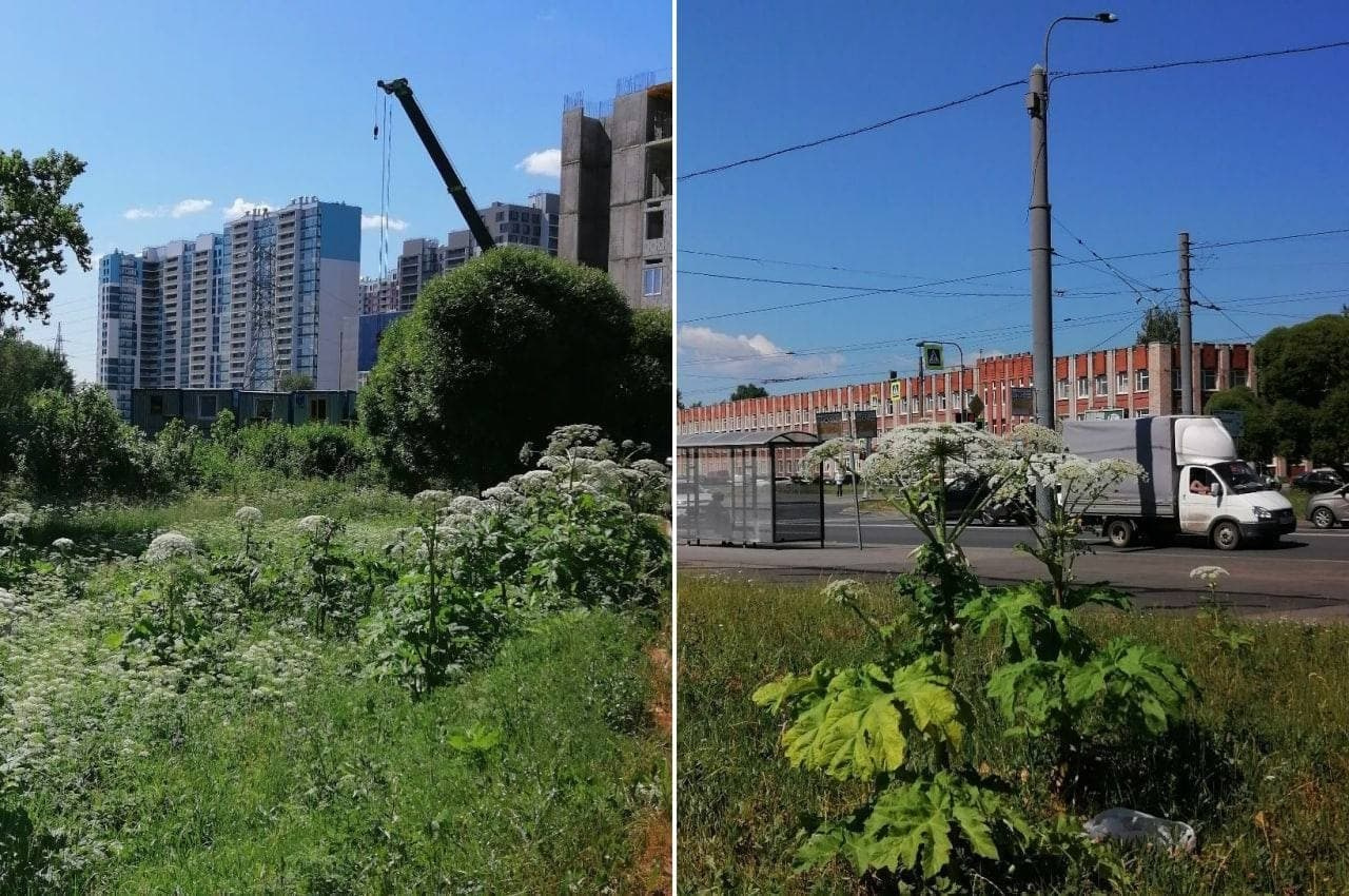 На Петербург наступает борщевик. Опасное растение подбирается к жилым домам  - 4 июля 2021 - ФОНТАНКА.ру