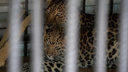 «Характером пошла в маму»: сотрудники Самарского зоопарка показали детеныша леопарда