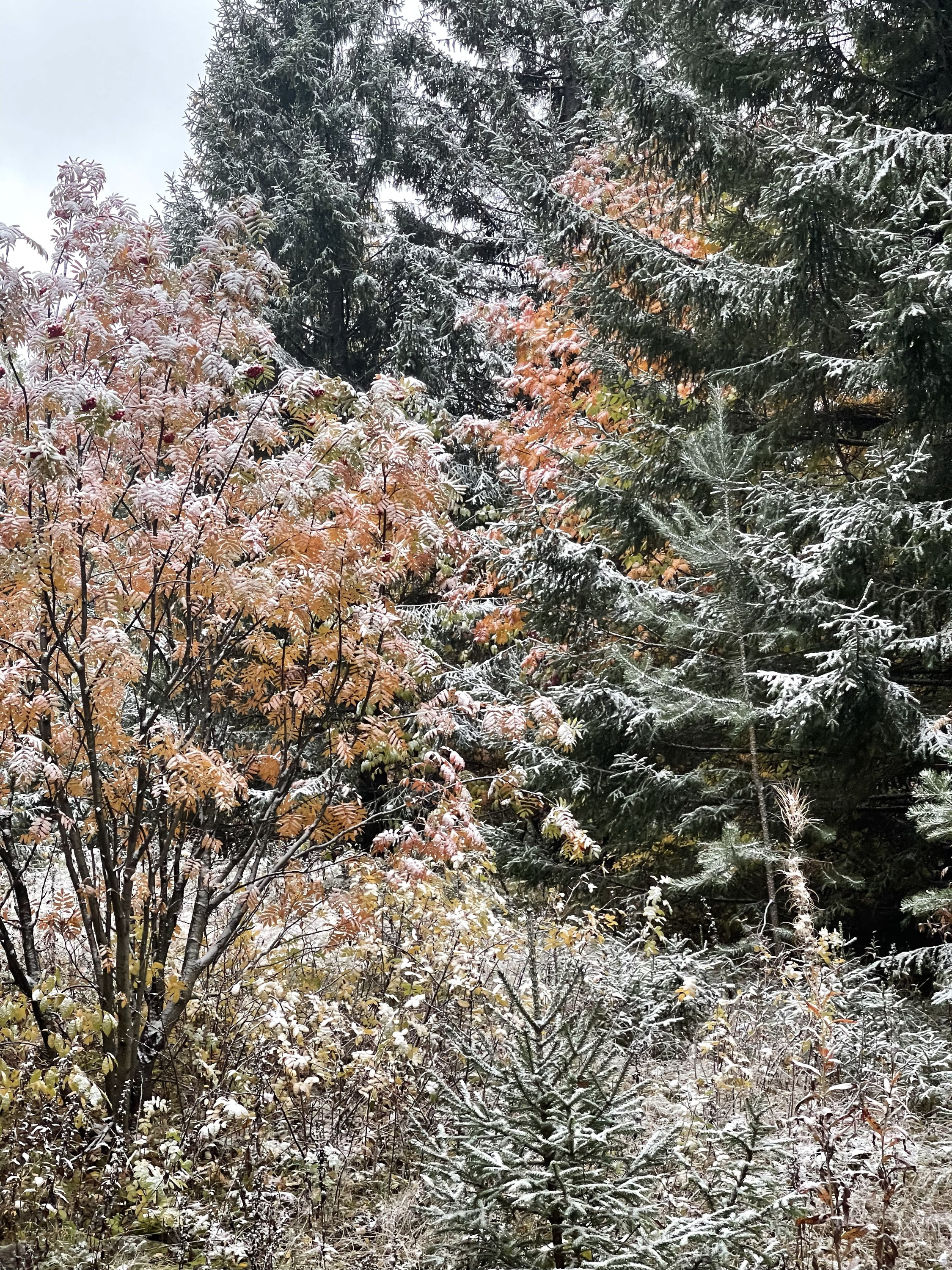 Золотая осень еще толком не наступила, а снег уже припорошил деревья