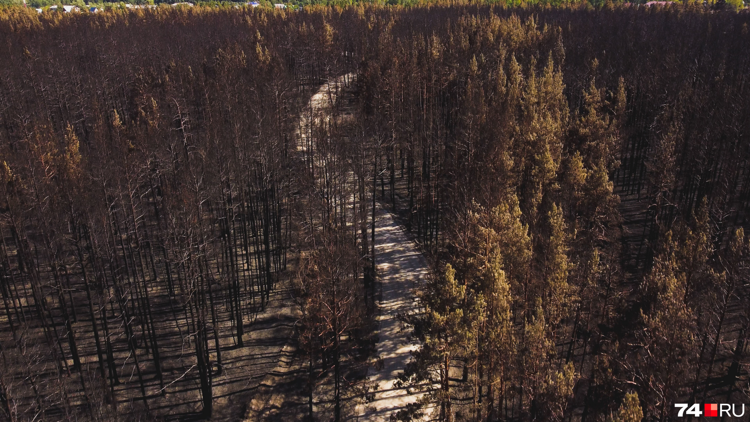 Погибло свыше 14 тысяч гектаров леса