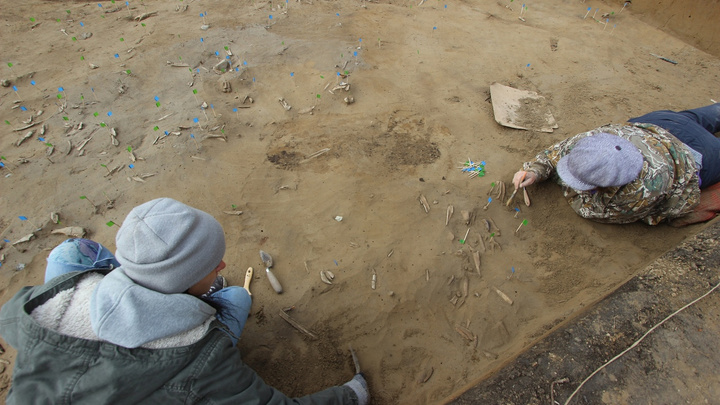 «Это большая редкость»: на Афонтовой горе нашли метровый бивень мамонта