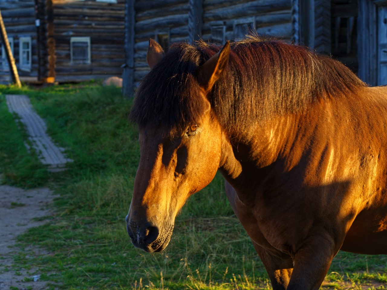 Деревенский конь Ивар — местная достопримечательность. Любопытен и сам подходит к туристам