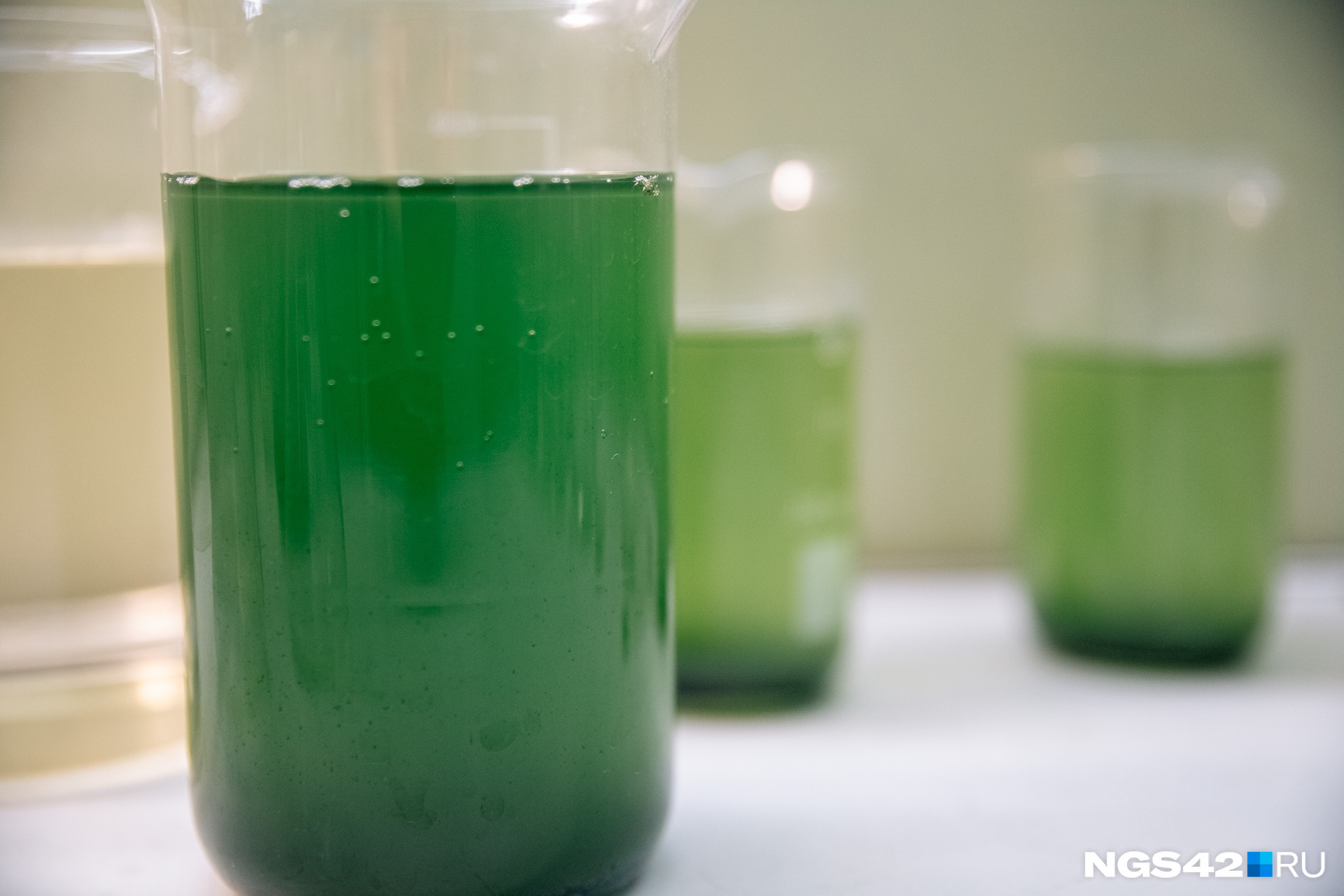 Кормят дафний раствором водорослей Кормят дафний раствором водорослей