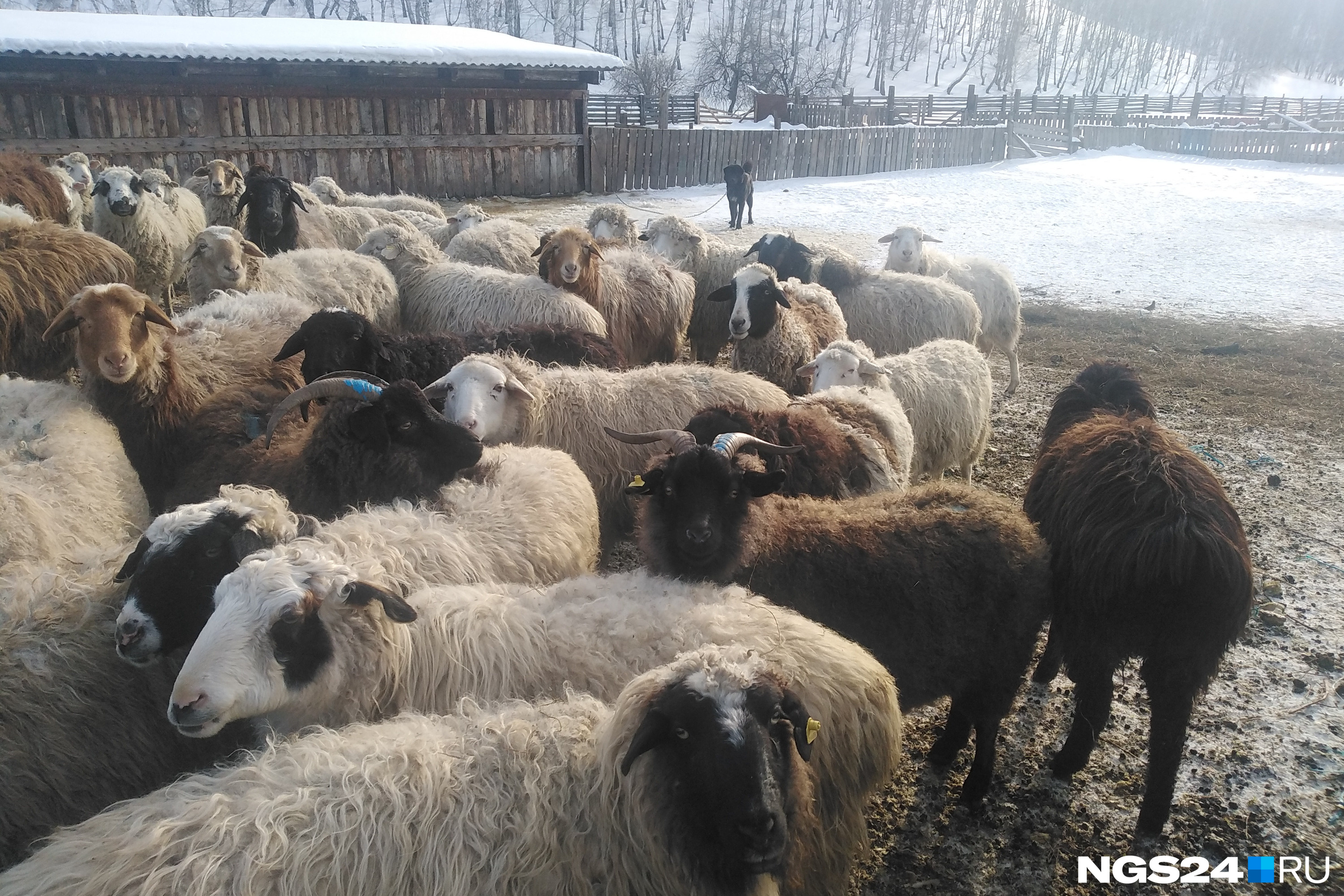 Овцы толпятся в той половине загона, куда еще не дошла снежно-ледяная жижа