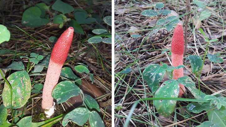 Пахнущий трупами гриб пошлой формы нашли в лесу Академгородка