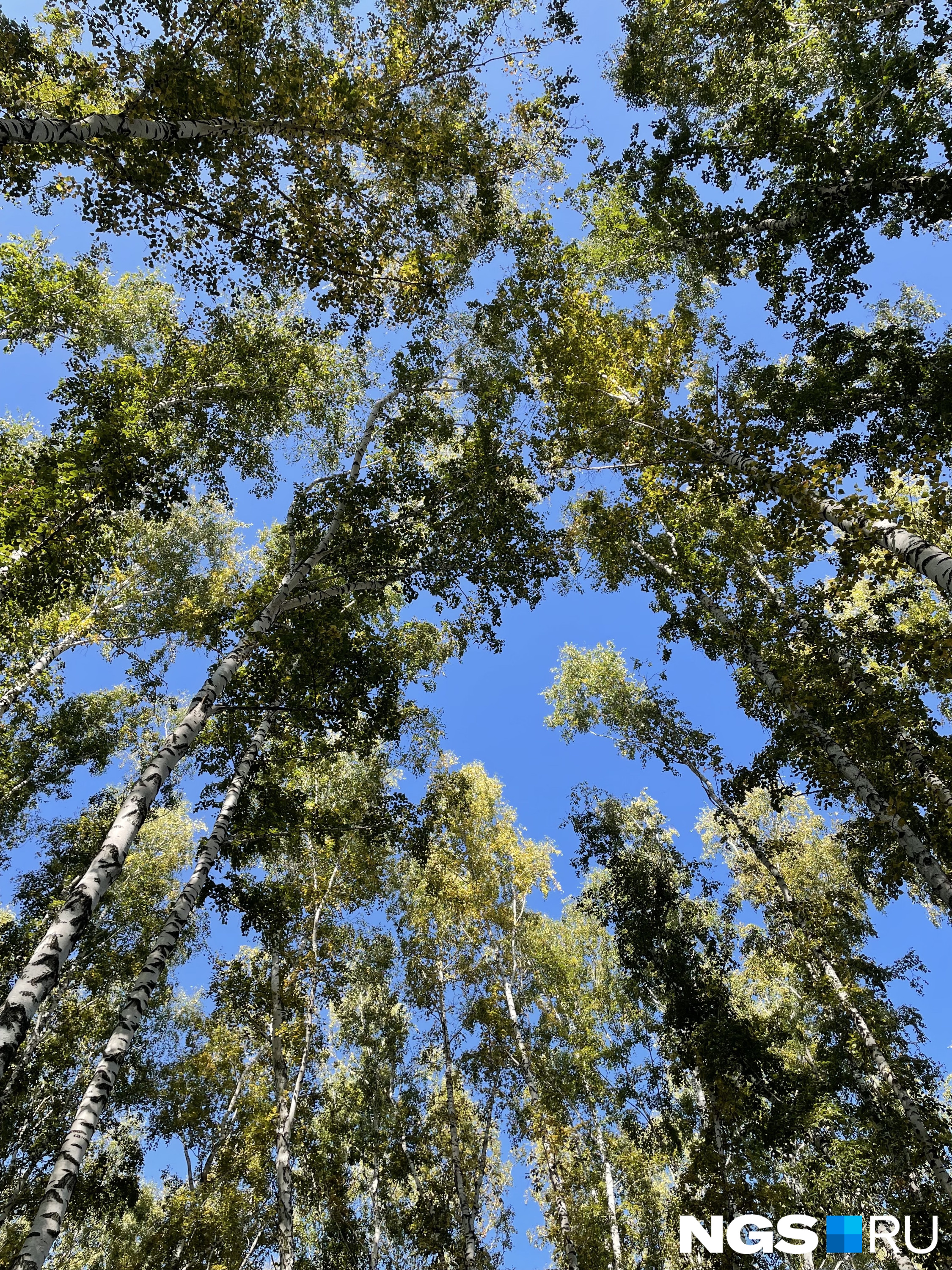 Глядя на небо из березового леса на участке сибиряка, понимаешь, почему он не захотел его вырубать, как это делали некоторые его соседи, купившие участки с деревьями