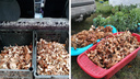Растут даже после заморозков: новосибирцы отправились в леса за грибами, которые любят холода