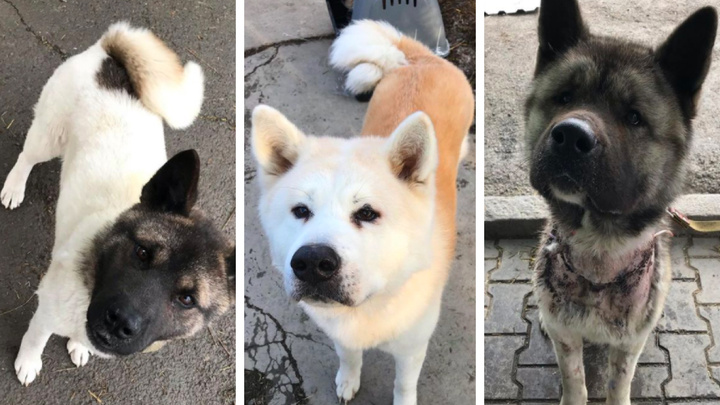Красноярские волонтеры заметили тенденцию к отказу от собак породы акита. Щенок стоит от 30 тысяч