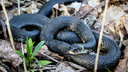 Змеи покусали 10 нижегородцев этим летом