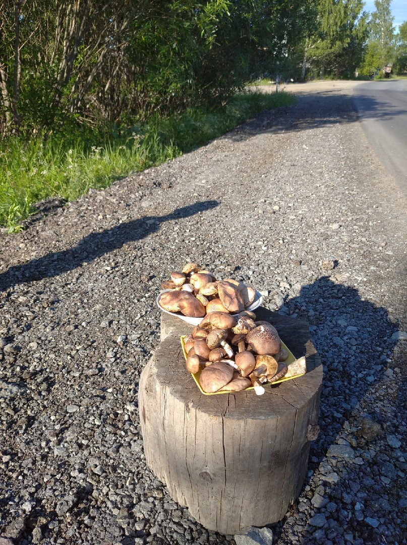 Местные насобирали грибов, у которых от жары потрескались шляпки