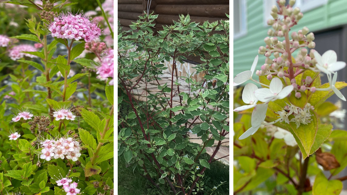 Что посадить на даче, чтобы много не ухаживать: пять красивых и неприхотливых растений