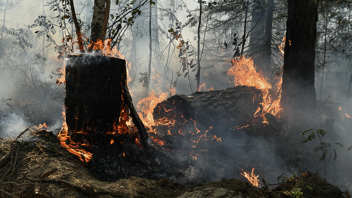 Режим ЧС из-за лесных пожаров в Иркутской области продлили до 3 июня