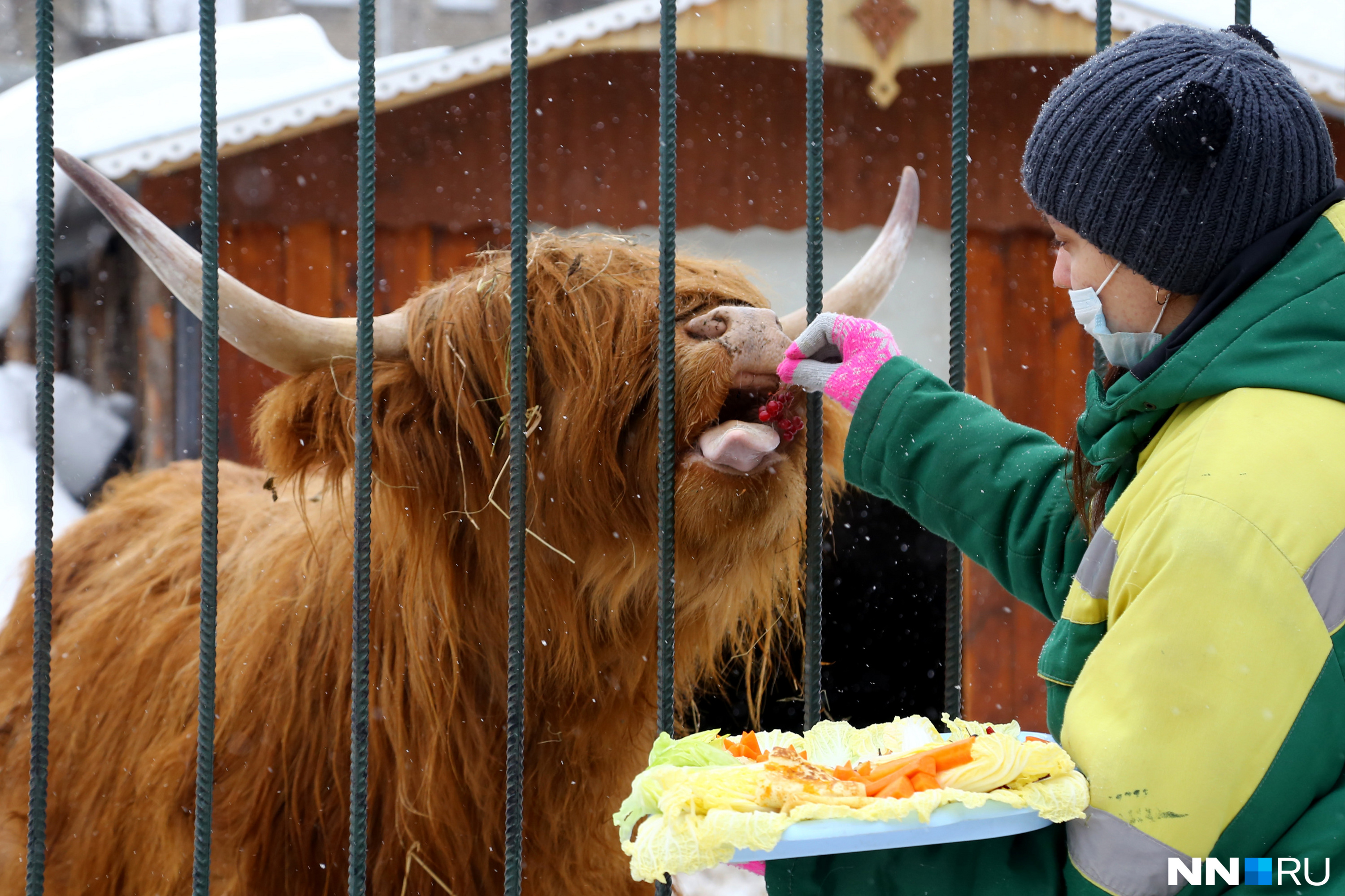 Сотрудница зоопарка кормит шотландскую корову Зорю
