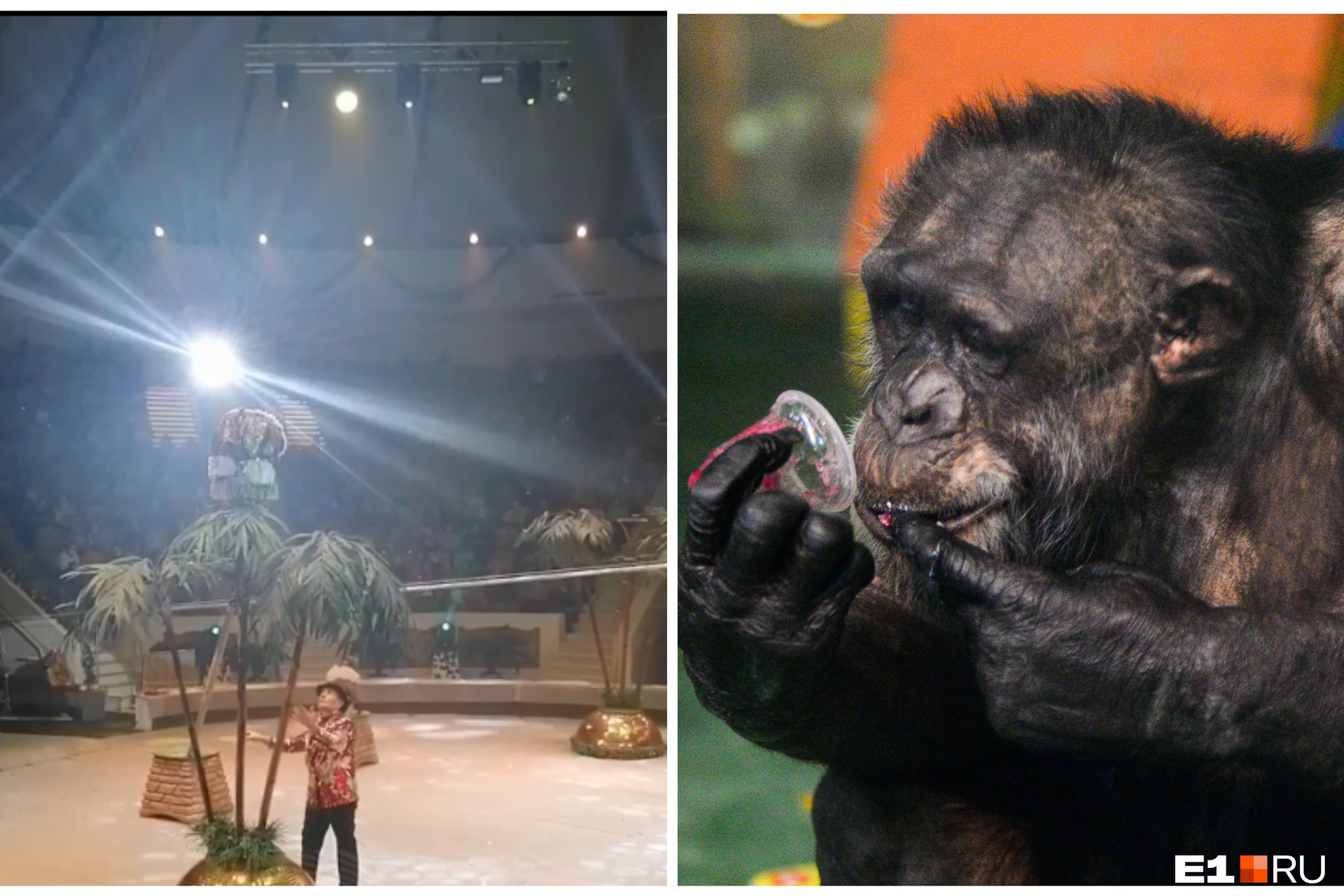 Нападение обезьян. Обезьяна цирк Тагил. Шимпанзе атакует чучело ягуара. Обезьяна напала на мальчика в цирке.
