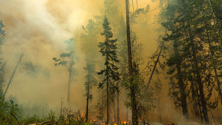 Тушение лесных пожаров с воздуха в этом году оценили в 168 тысяч рублей за летный час