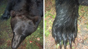 Под Новосибирском медведь пять раз приходил в один и тот же двор — на шестой раз его убили