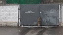 В Ярославле собака, брошенная хозяевами у проходной, отказалась уходить