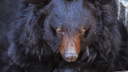 Отравленный в челябинском зоопарке гималайский медведь полностью выздоровел и готовится к спячке