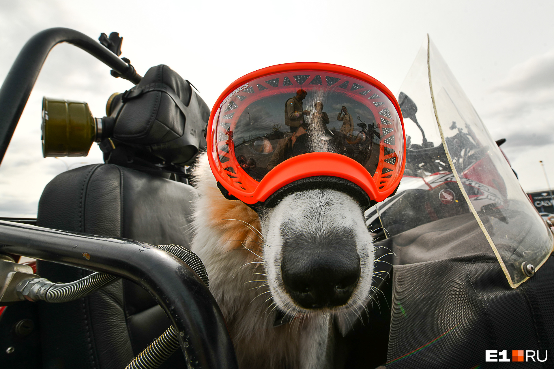 Это специальный собачий шлем и мотоочки, они защищают от ветра и холода