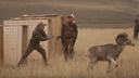 Из новосибирского зоопарка в природу выпустили баранов редкого вида — трогательное видео