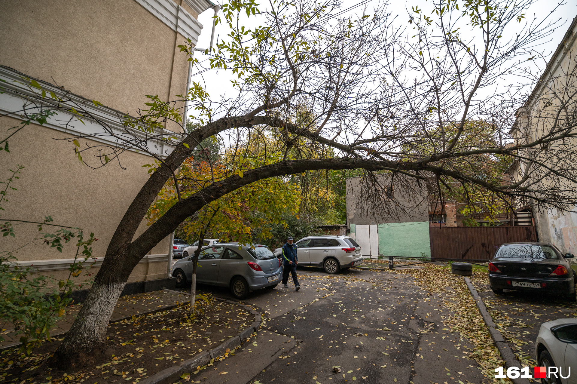 Ствол склонился в арку Ствол склонился в арку