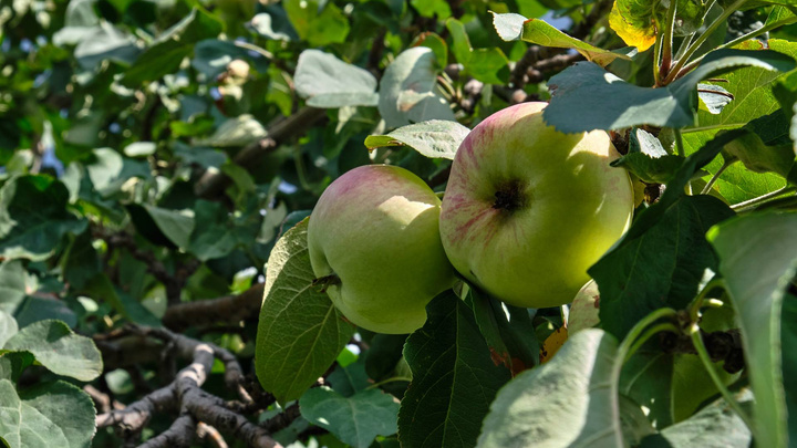 Как правильно выбрать, собрать и хранить садовые яблоки: советы агрономов